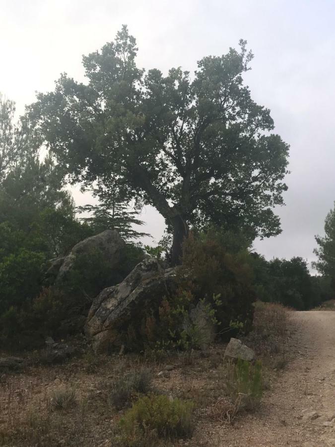 Вілла Sardegna Vicino Ad Olbia "La Casa Nel Vicolo" Беркідда Екстер'єр фото
